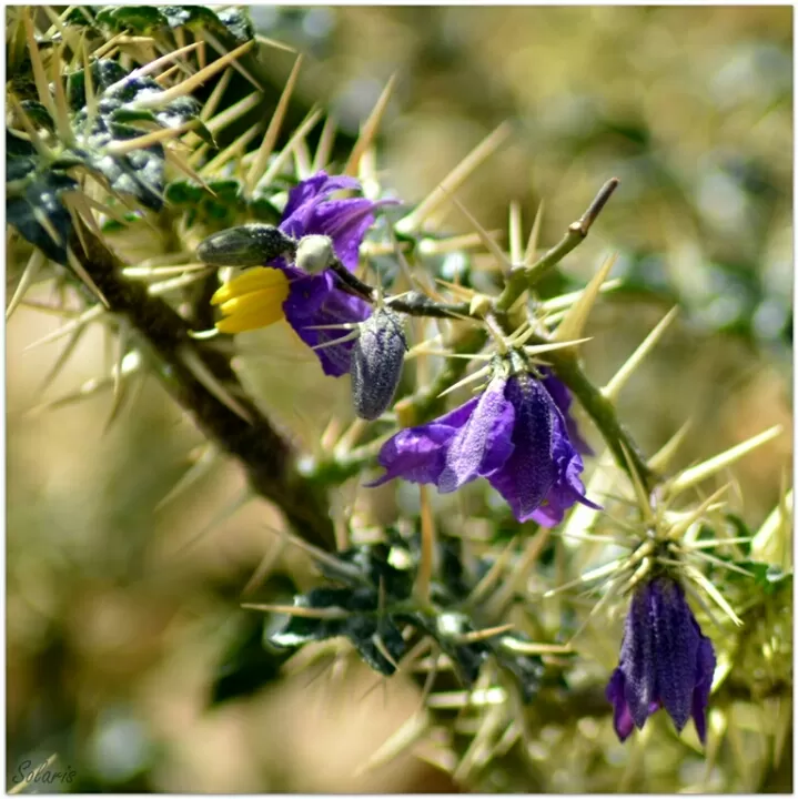 Photo of Jaisalmer, Rajasthan, India by Sonya V. Anchan