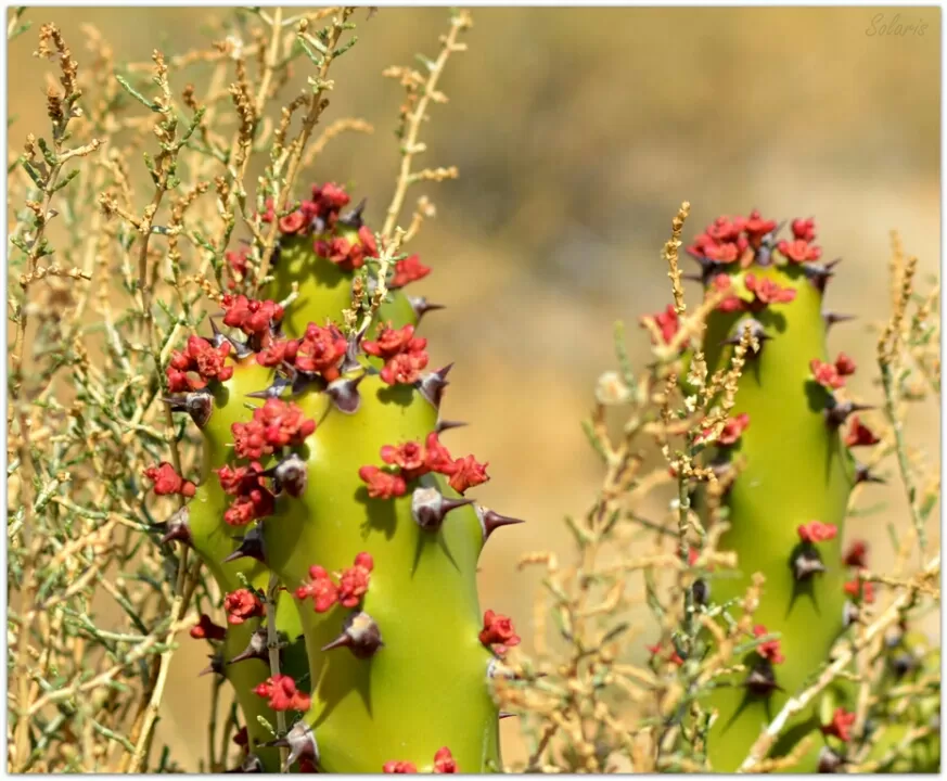 Photo of Jaisalmer, Rajasthan, India by Sonya V. Anchan