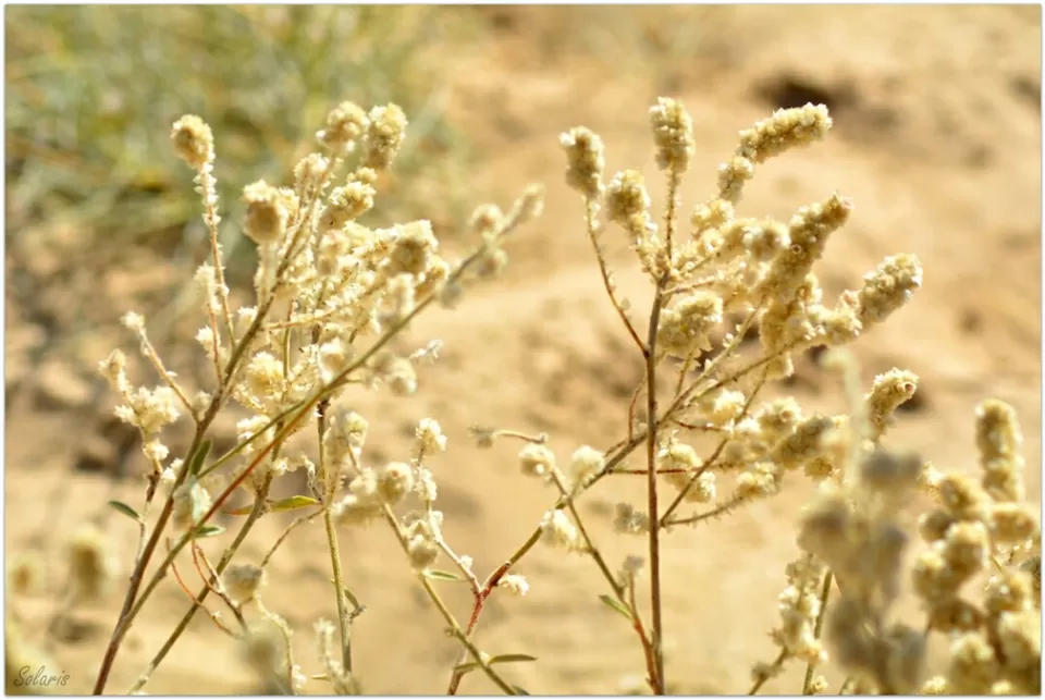 Photo of Jaisalmer, Rajasthan, India by Sonya V. Anchan