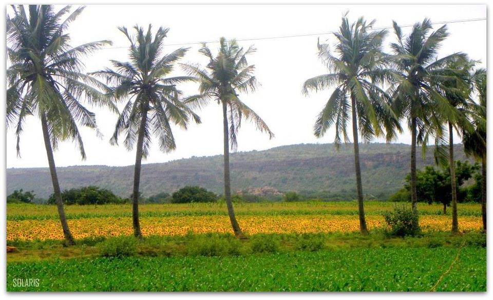 Photo of Sunflower fields on the way with coconut groo by Sonya V. Anchan