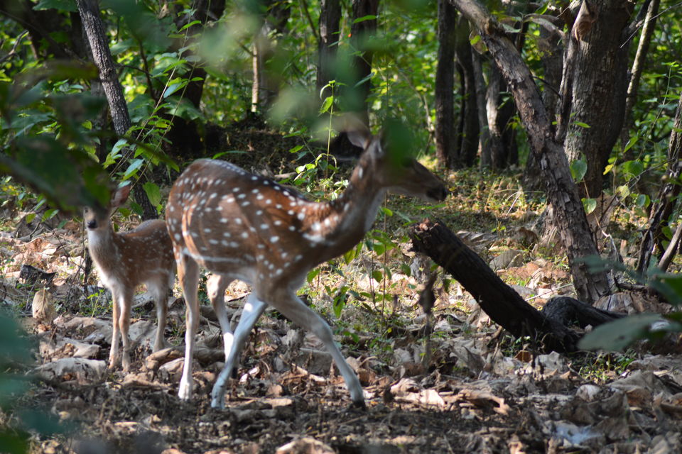 Photo of Backpacking across Somnath - Sasangir - Junagadh 2/18 by Sonya V. Anchan