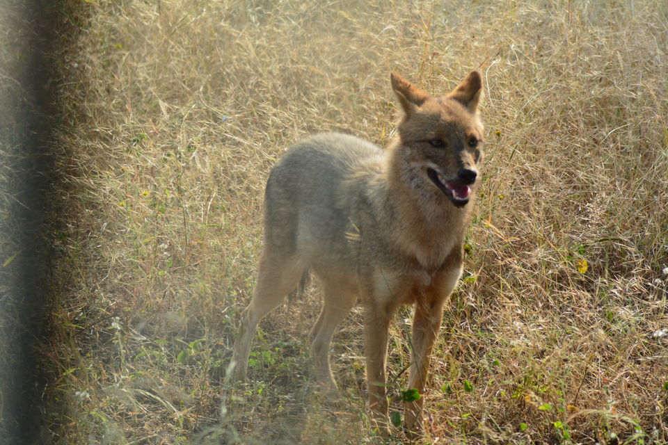Photo of Backpacking across Somnath - Sasangir - Junagadh 9/18 by Sonya V. Anchan