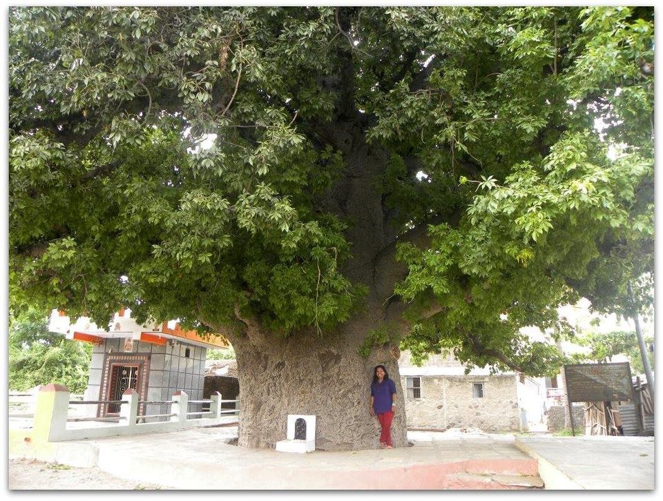 Photo of Legendary 600+ years old Baobab tree by Sonya V. Anchan
