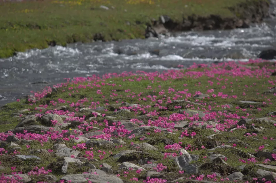Photo of Trekking Himachal Pradesh Solo Part-1 (Sach Pass Trek) by Arvind