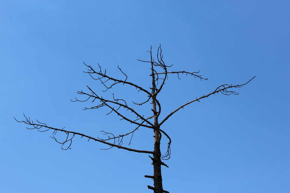 Photo of Trekking Himachal Pradesh Solo Part-2 (Triund Trek) 2/16 by Arvind