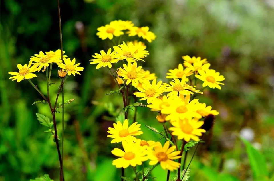 Photo of New Delhi, Delhi, India by Jishnu Sen