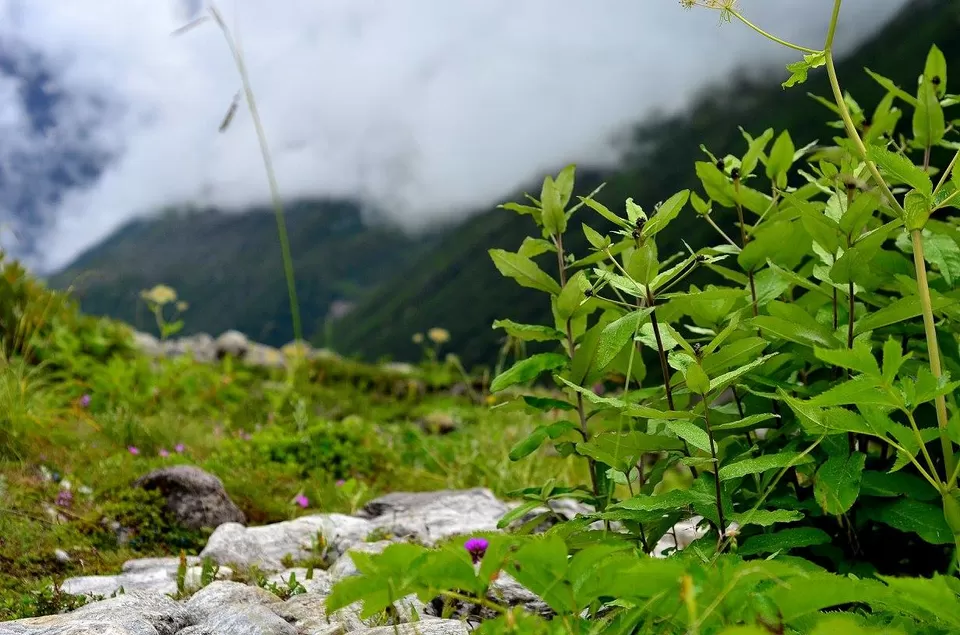 Photo of New Delhi, Delhi, India by Jishnu Sen