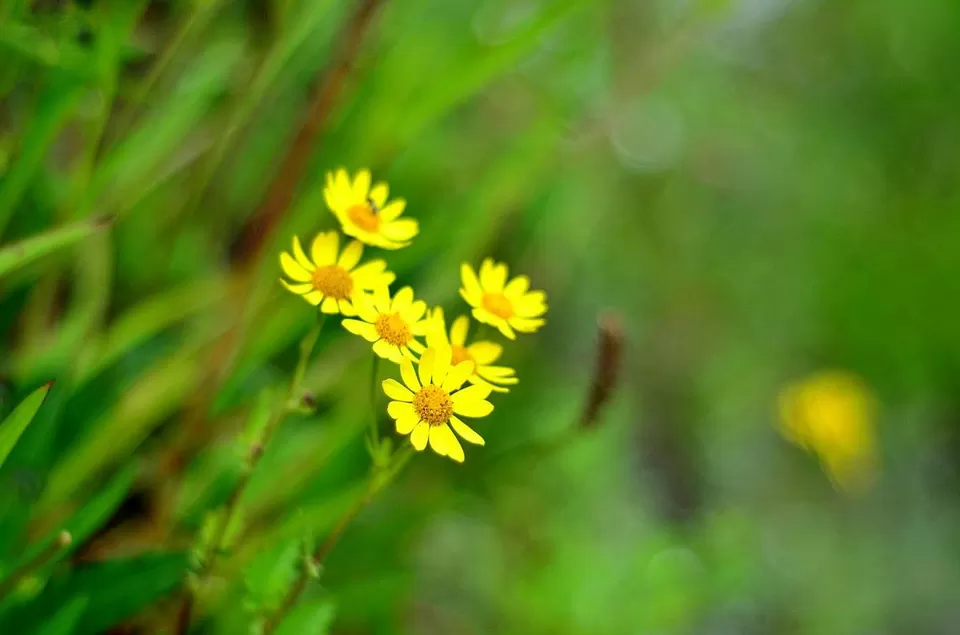 Photo of New Delhi, Delhi, India by Jishnu Sen