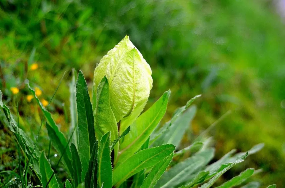 Photo of New Delhi, Delhi, India by Jishnu Sen