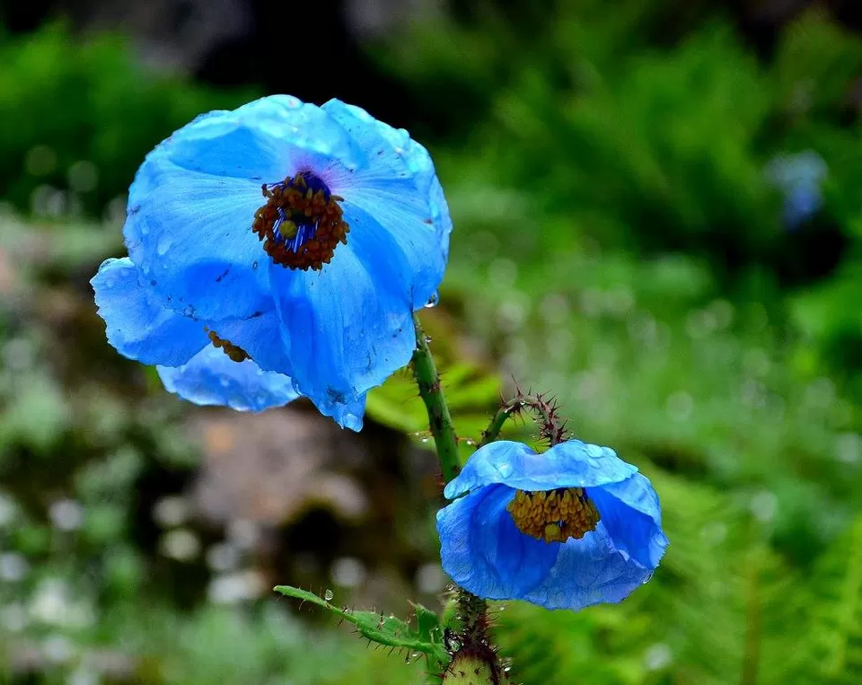 Photo of New Delhi, Delhi, India by Jishnu Sen