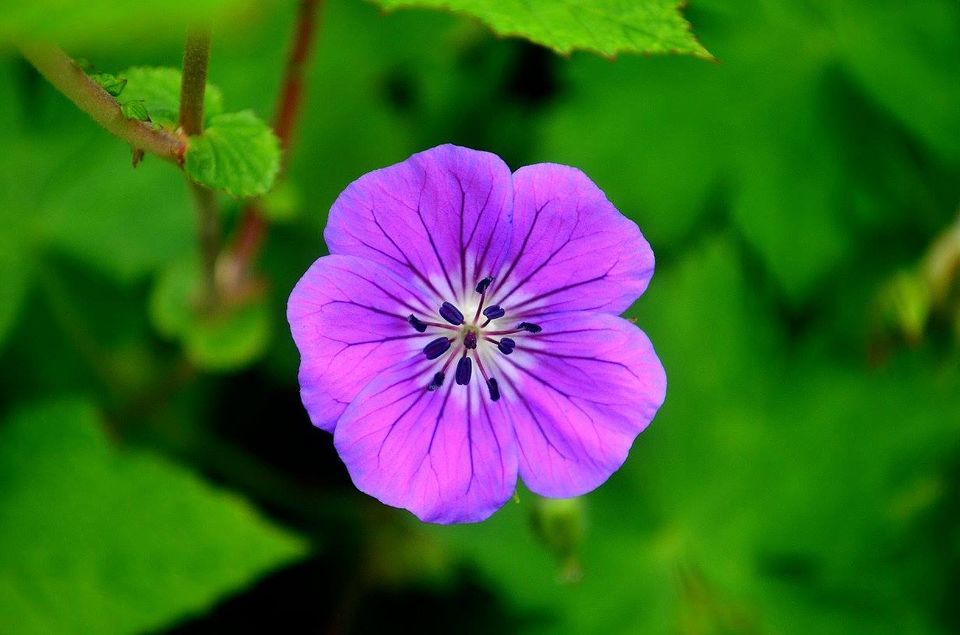 Photo of Trek to Valley of Flowers & Hemkund Sahib 4/39 by Jishnu Sen