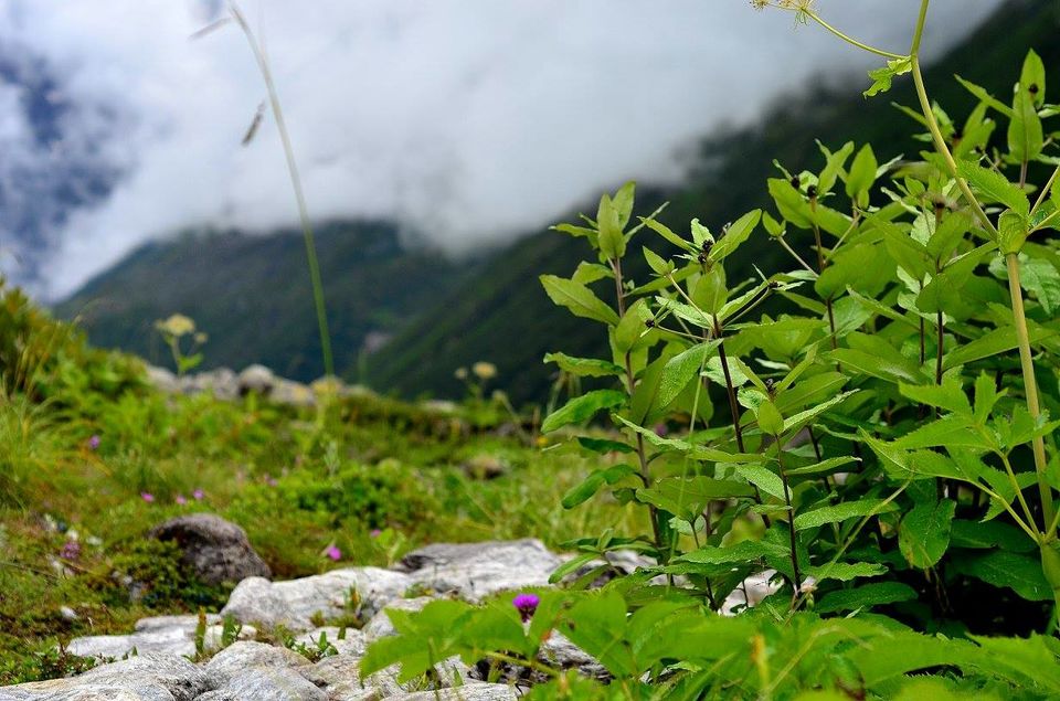 Photo of Trek to Valley of Flowers & Hemkund Sahib 23/39 by Jishnu Sen