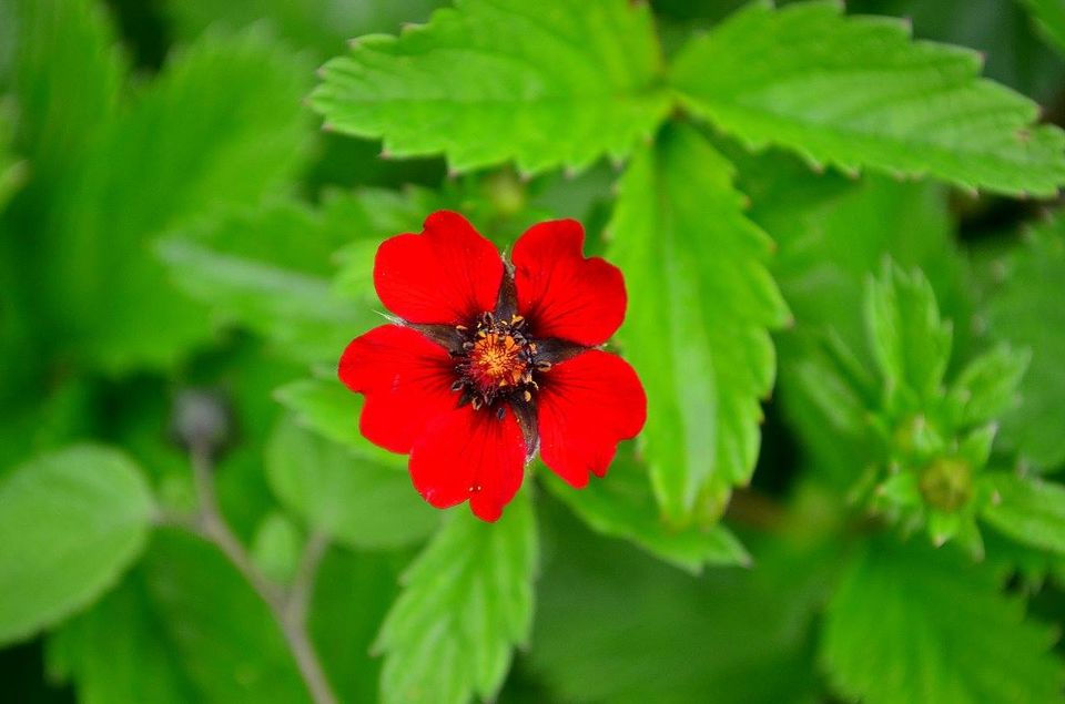 Photo of Trek to Valley of Flowers & Hemkund Sahib 15/39 by Jishnu Sen