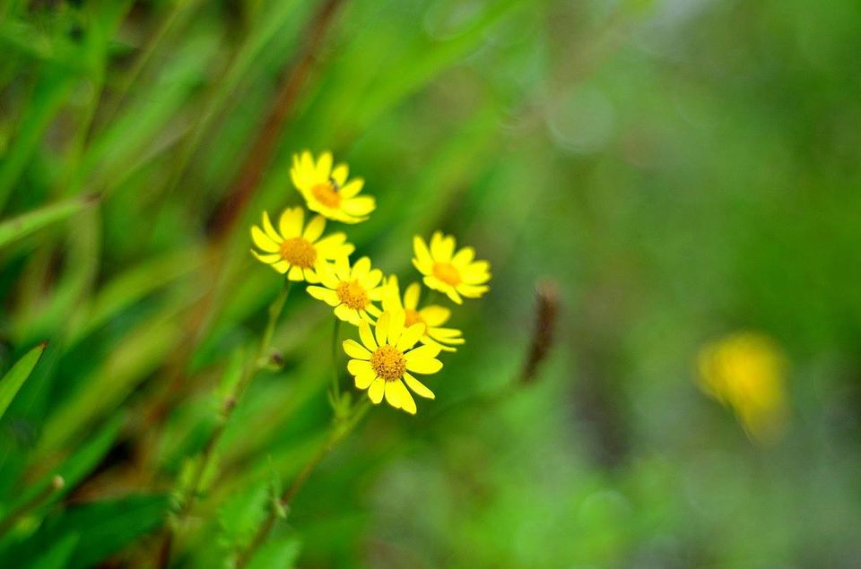 Photo of Trek to Valley of Flowers & Hemkund Sahib 17/39 by Jishnu Sen