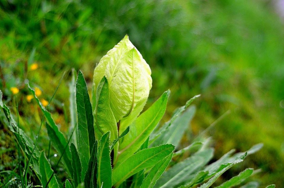 Photo of Trek to Valley of Flowers & Hemkund Sahib 33/39 by Jishnu Sen