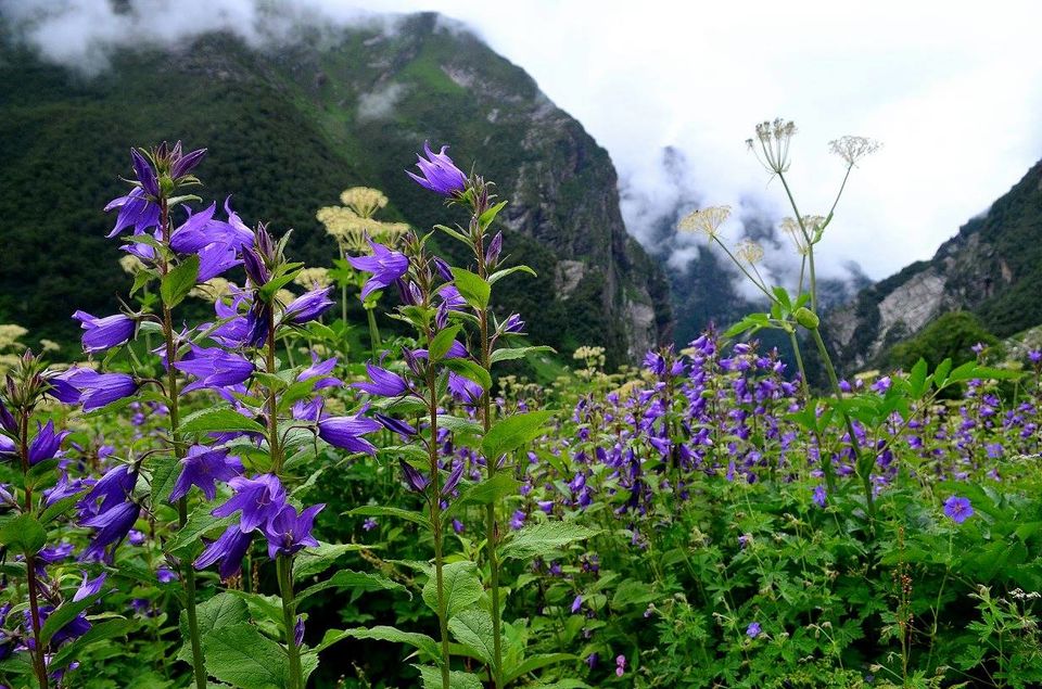 Photo of Trek to Valley of Flowers & Hemkund Sahib 14/39 by Jishnu Sen