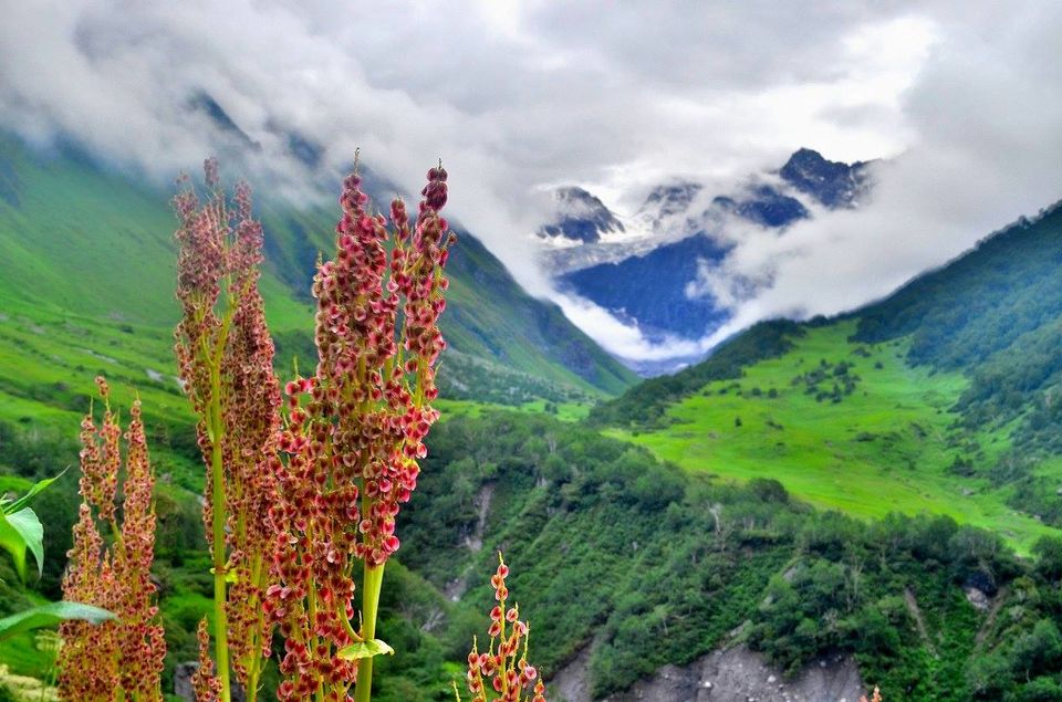 Photo of Trek to Valley of Flowers & Hemkund Sahib 10/39 by Jishnu Sen