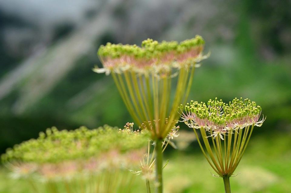 Photo of Trek to Valley of Flowers & Hemkund Sahib 21/39 by Jishnu Sen