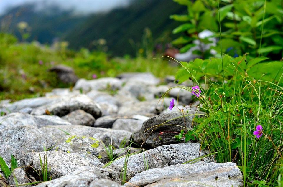 Photo of Trek to Valley of Flowers & Hemkund Sahib 22/39 by Jishnu Sen