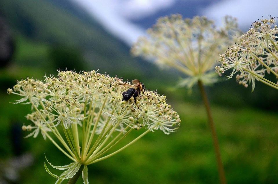 Photo of Trek to Valley of Flowers & Hemkund Sahib 11/39 by Jishnu Sen