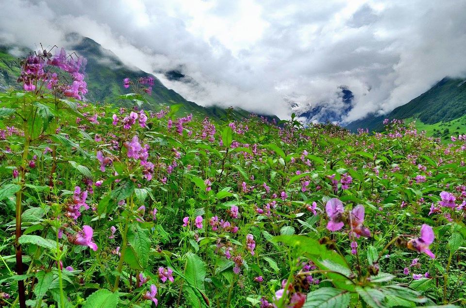 Photo of Trek to Valley of Flowers & Hemkund Sahib 5/39 by Jishnu Sen