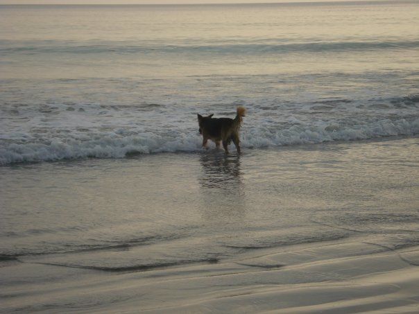 Photo of Radhanagar Beach, Andaman and Nicobar Islands, India by tamanna tripathy