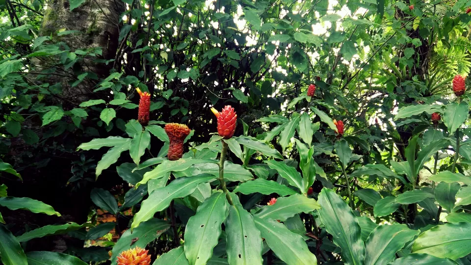 Photo of La Paz Waterfall, Alajuela Province, Costa Rica by Tamanna Tripathy