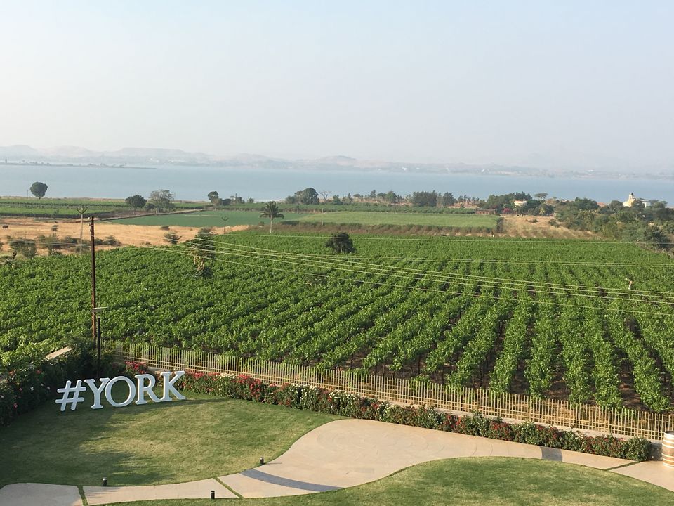 Photo of Vineyards at Nashik - It's not just Sula !! 3/3 by Tamanna Tripathy