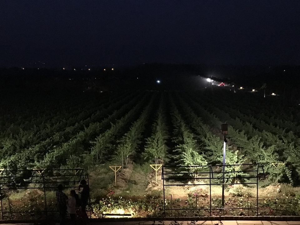 Photo of Sula Vineyards, Nashik, Maharashtra, India by Tamanna Tripathy