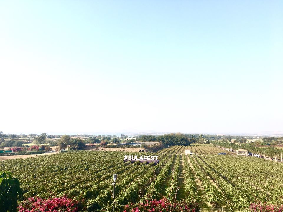 Photo of Sula Vineyards, Nashik, Maharashtra, India by Tamanna Tripathy