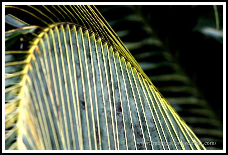 Photo of Postcards from Kerala: A quick photo journey 4/11 by Trablogger