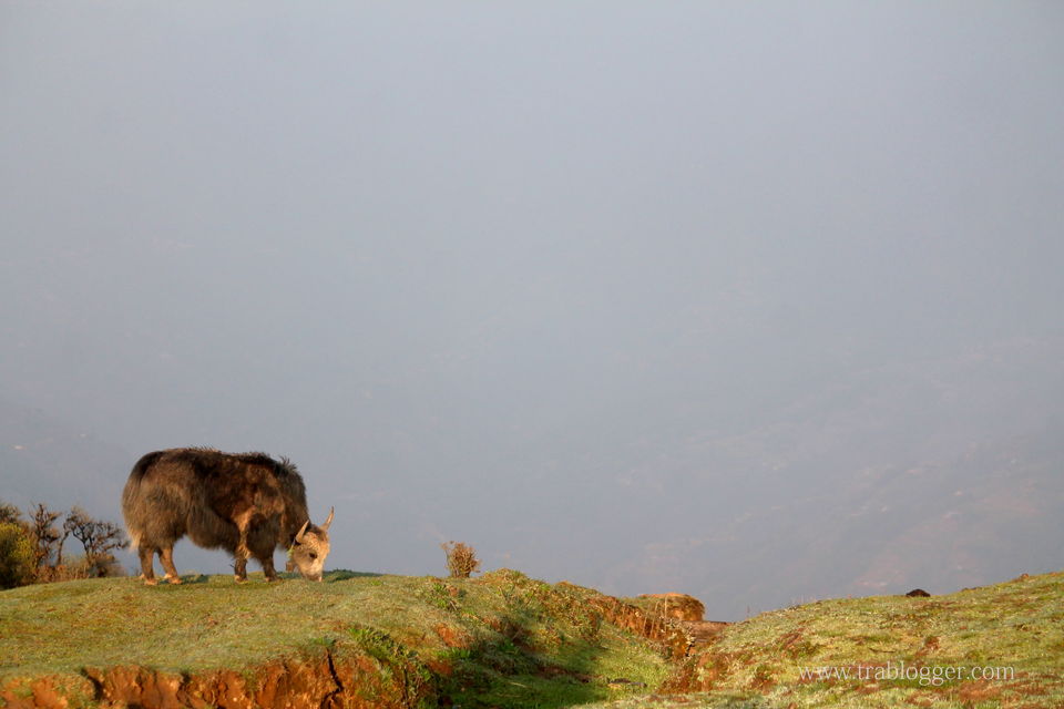 Photo of Trablogger's wandering tales from the Himalayas #TripotoClicksHimalayas by Trablogger