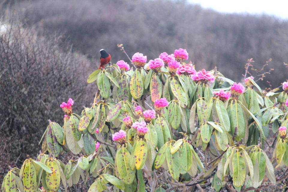 Photo of Trablogger's wandering tales from the Himalayas #TripotoClicksHimalayas by Trablogger