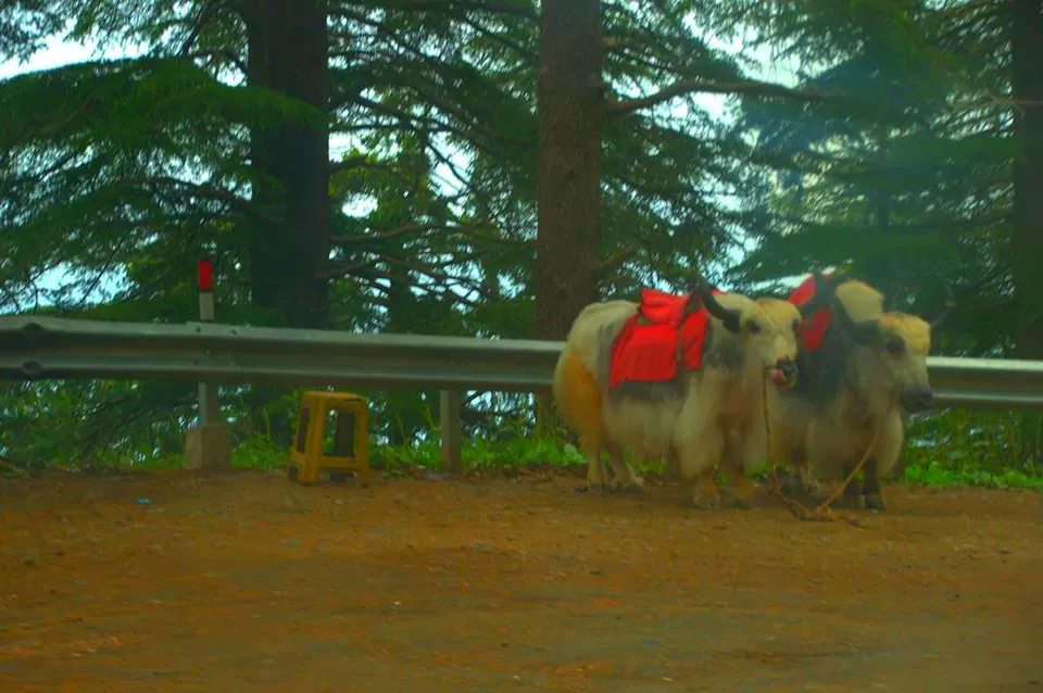 Photo of Day 2: Solan to Chitkul by Dhruv Dua