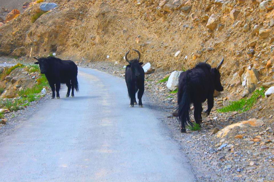 Photo of A drive to remember: Kinnaur, Spiti and Chandertaal by Dhruv Dua