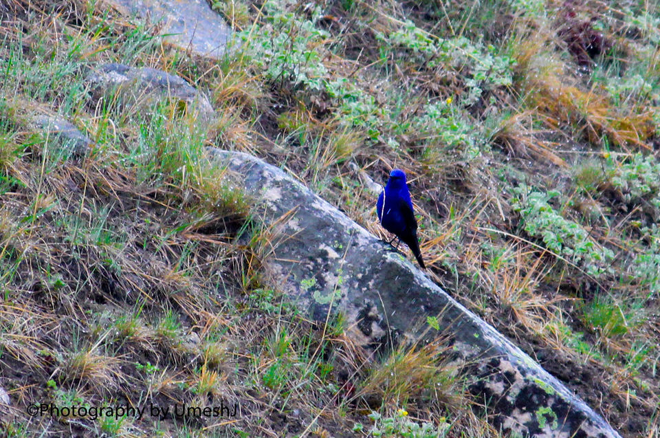 Photo of A Breath-Taking Journey to Gangotri - Gomukh - Tapovan 47/64 by Umesh Joshi - Umi