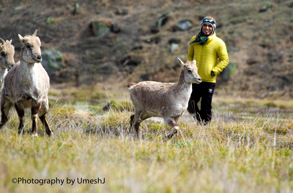 Photo of A Breath-Taking Journey to Gangotri - Gomukh - Tapovan 39/64 by Umesh Joshi - Umi