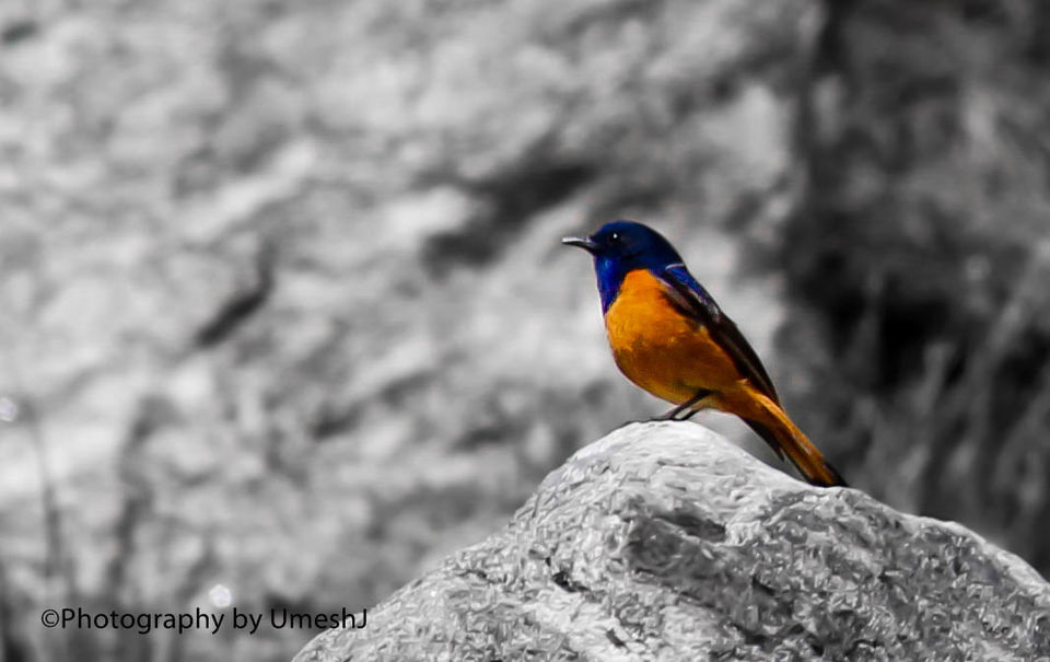 Photo of A Breath-Taking Journey to Gangotri - Gomukh - Tapovan 40/64 by Umesh Joshi - Umi