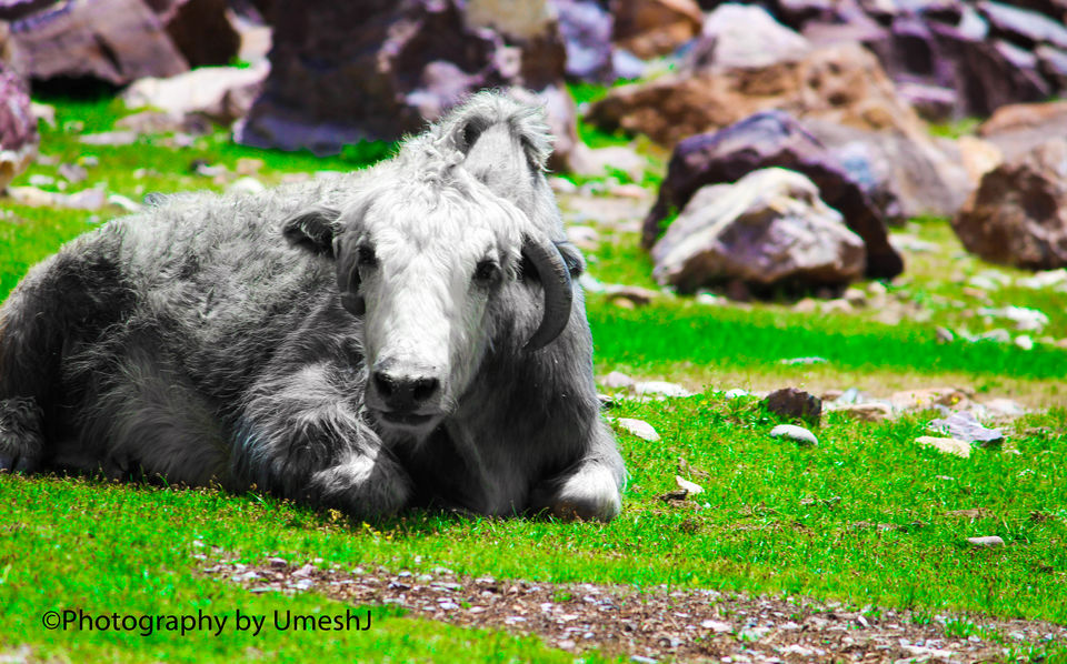 Photo of Journey to the middle land – Lahaul Spiti and Chandratal lake 47/52 by Umesh Joshi - Umi
