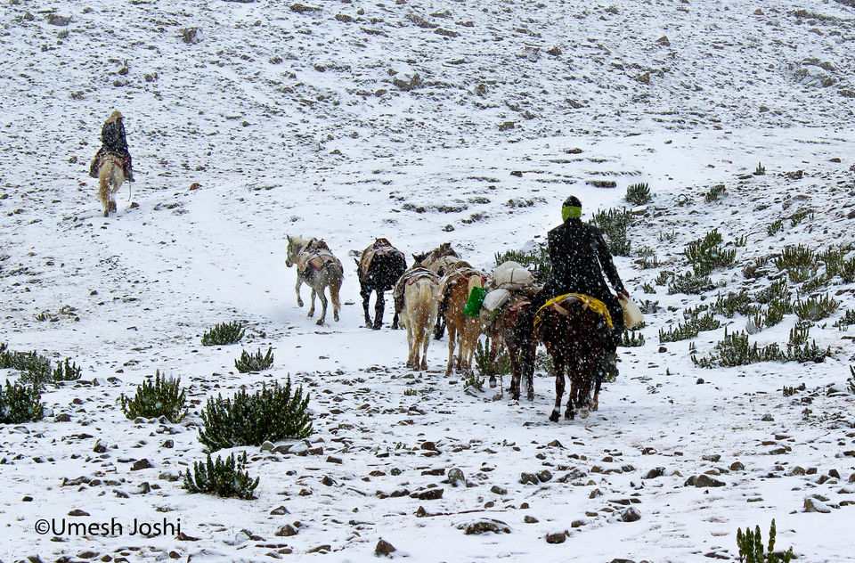 Photo of The Majestic & Beautiful Stok Kangri Summit Journey Through Pictures. 55/97 by Umesh Joshi - Umi