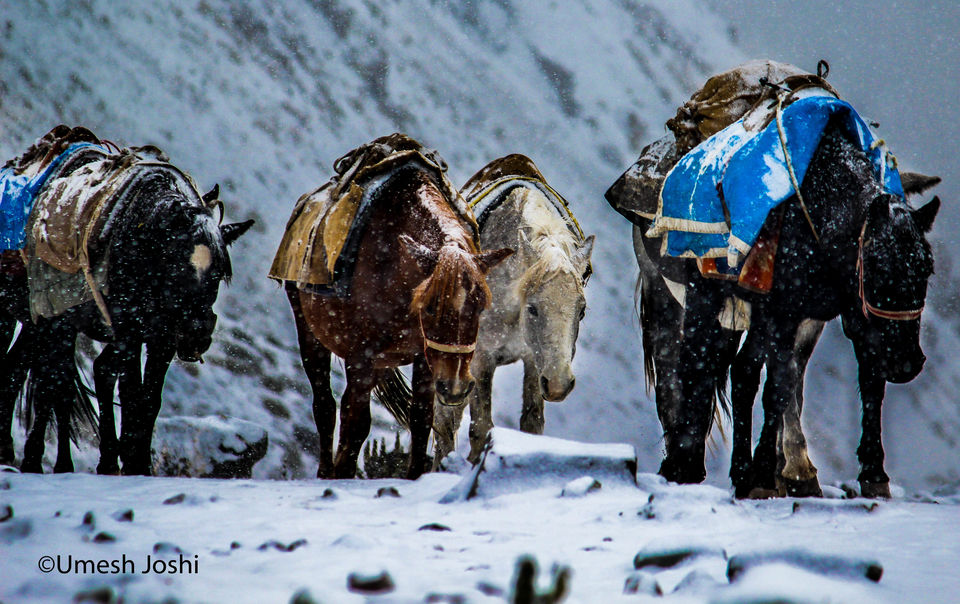 Photo of Stok Kangri - The Highest Trekkable Peak in Himalayas. 29/48 by Umesh Joshi - Umi