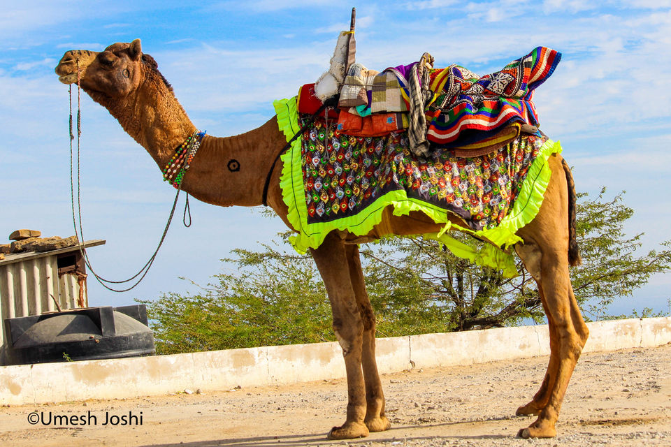 Photo of THE GREAT RANN OF KUTCH 20/27 by Umesh Joshi - Umi