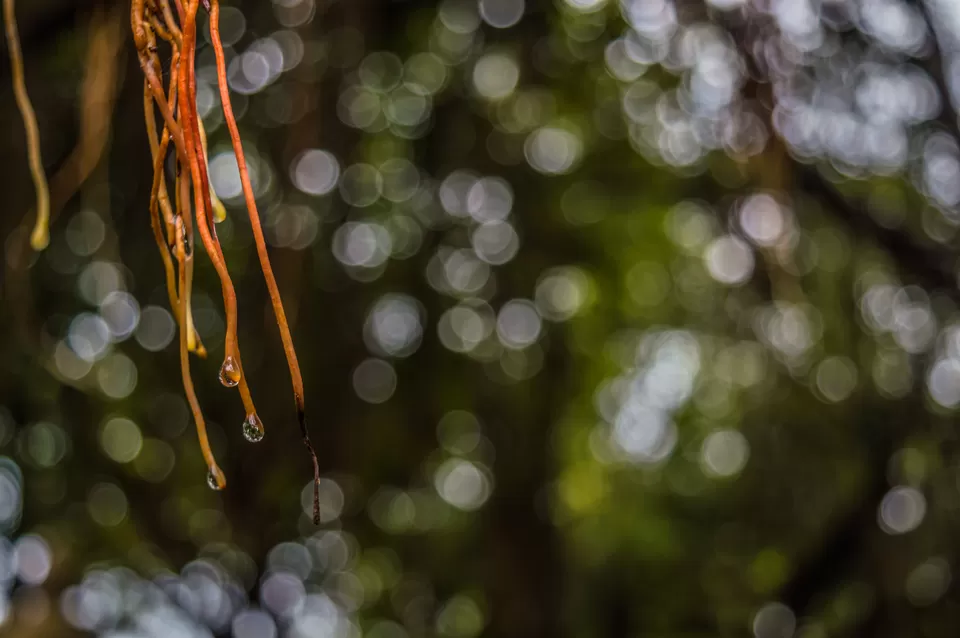 Photo of Terekhol Fort, Tiracol, Goa, India by Albert D'Souza