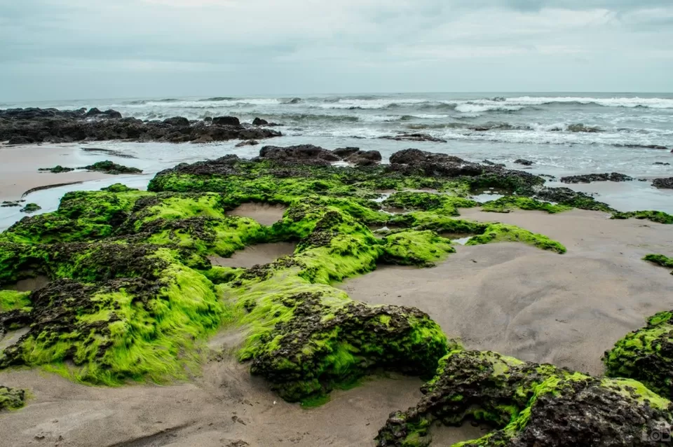 Photo of Querim Beach, Goa by Albert D'Souza