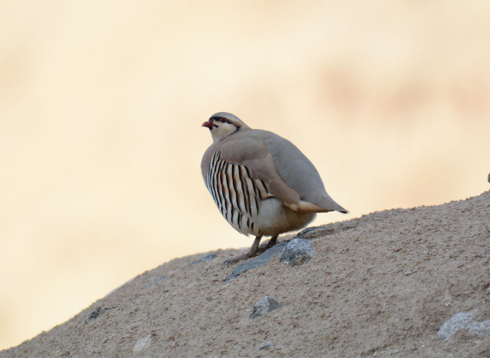 Photo of Likir by Soumik Neogi