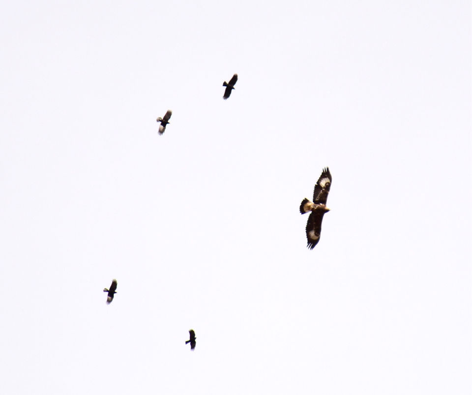 Photo of Likir by Soumik Neogi