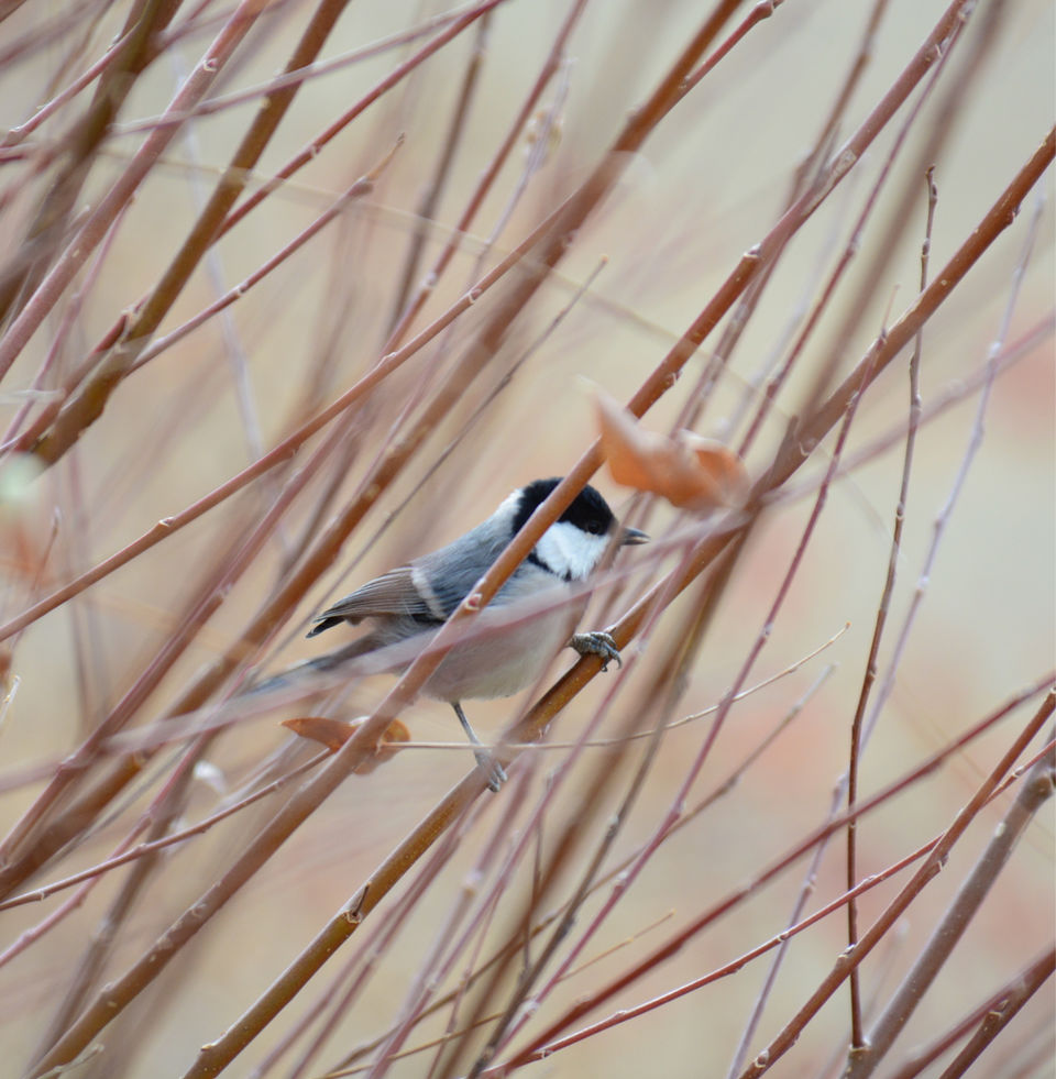 Photo of Likir by Soumik Neogi