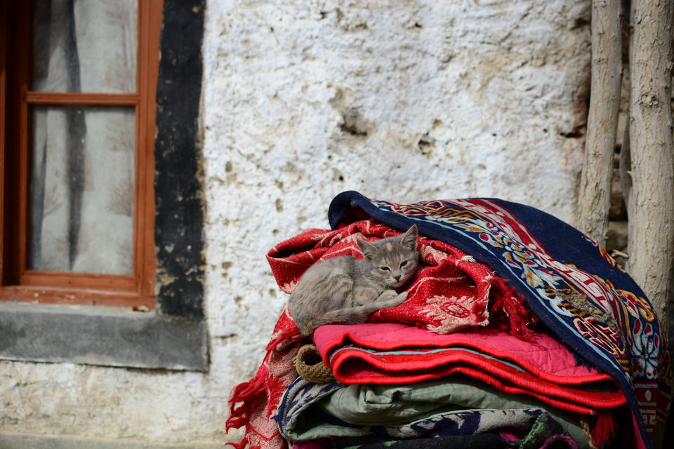 Photo of Experiencing Ladakh in winters! by Soumik Neogi