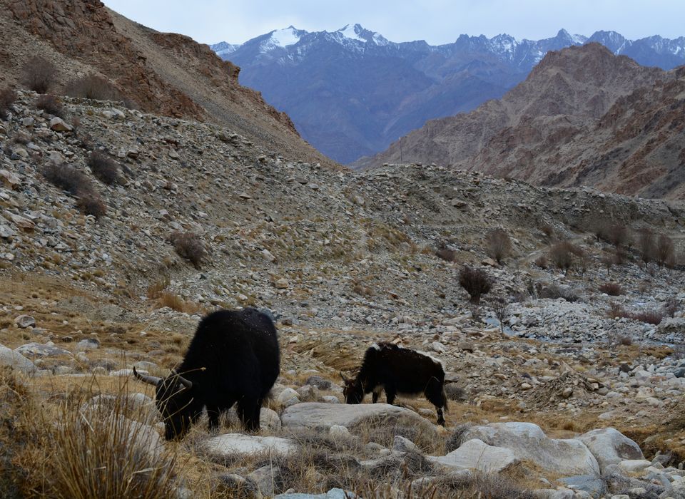 Photo of Experiencing Ladakh in winters! by Soumik Neogi