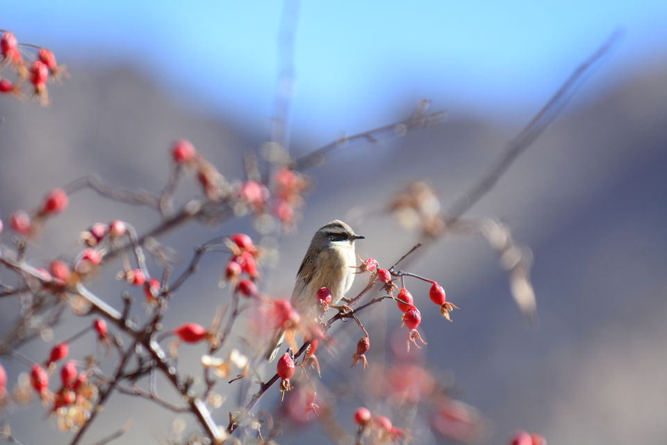 Photo of Likir by Soumik Neogi